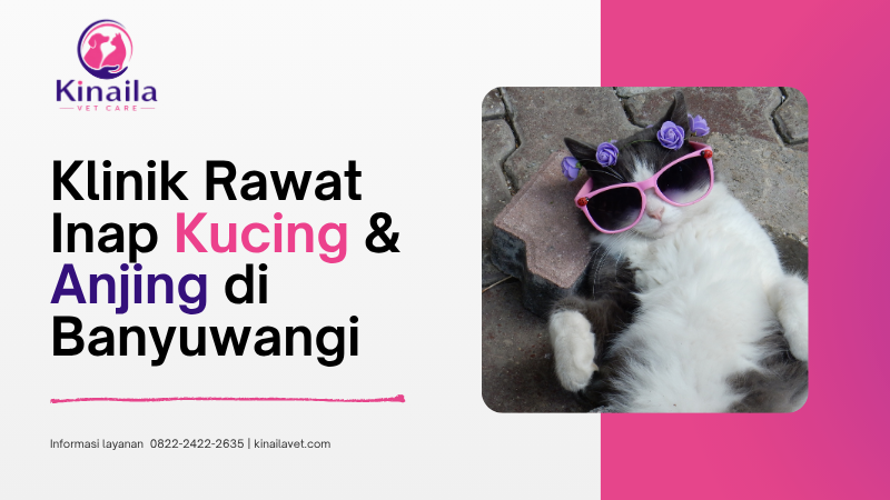Klinik Rawat Inap Kucing & Anjing di Banyuwangi